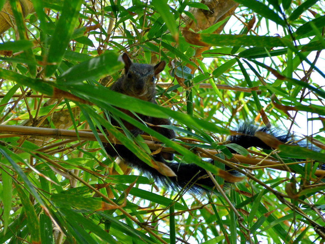 Grey Squirrel on our campsite