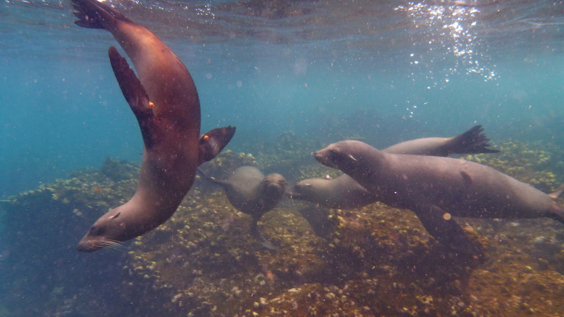 Sea lions in the water