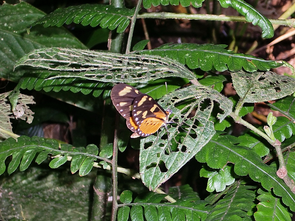 Sitting butterfly with open wings