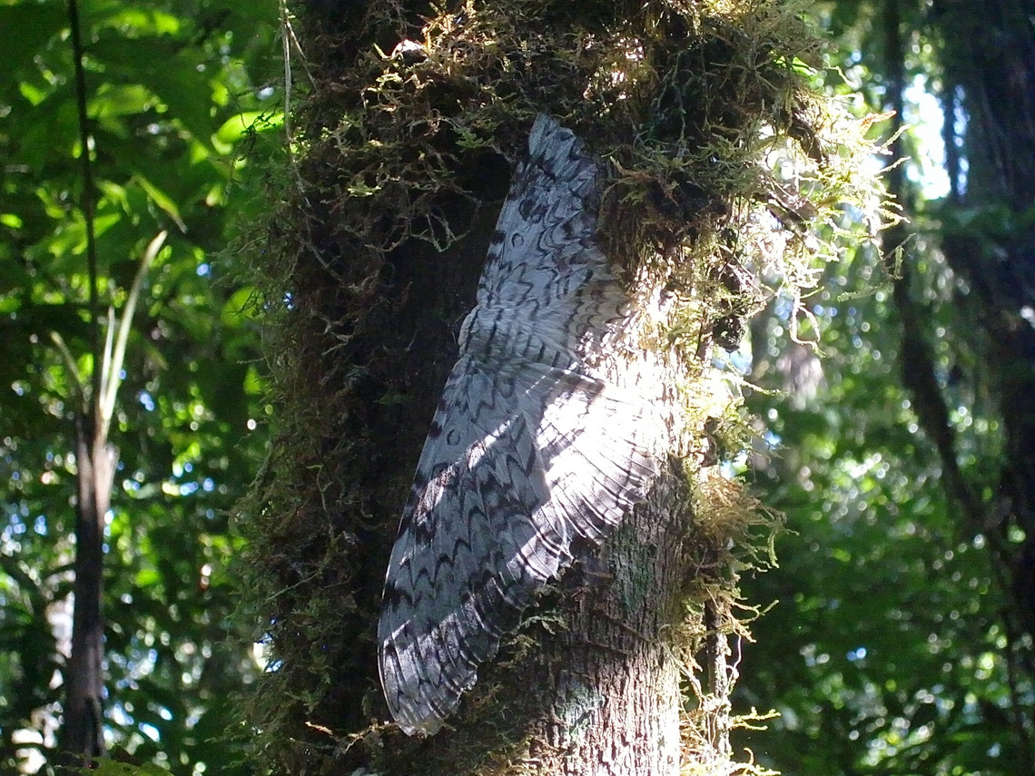 Big mot sleeping on a tree